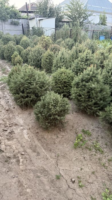 Ель Тань шанская