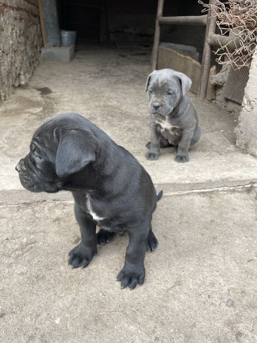 Кане корсо cane corso
