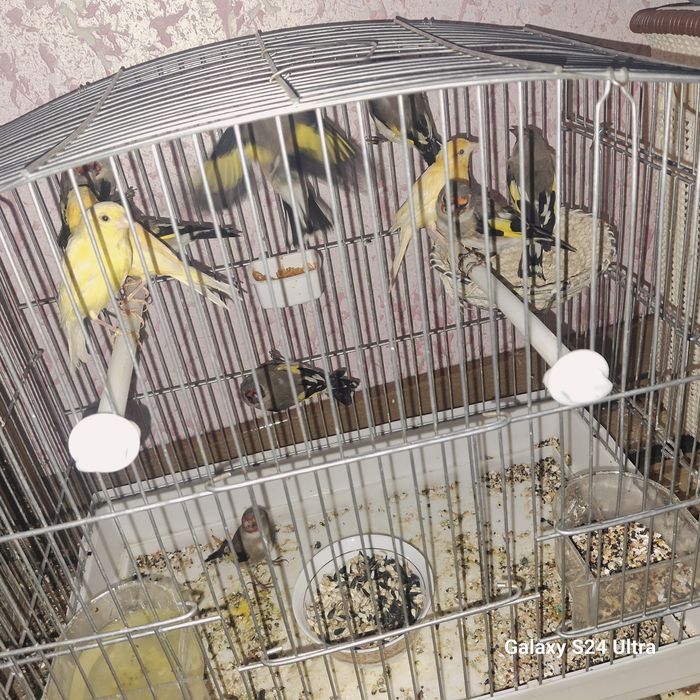 Тройник Конарейка пара