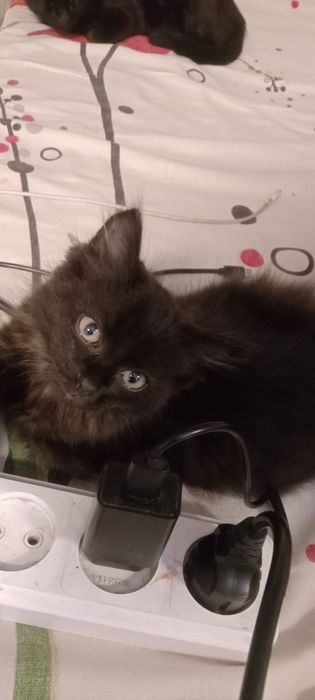 Котенок в добрые руки