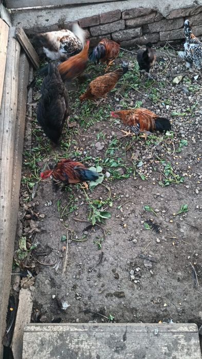 Cocosei americani
