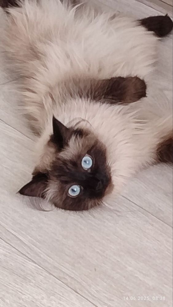 Сиамская кошка ищет кота