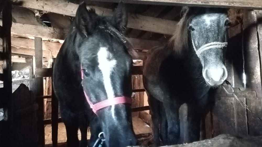 Продам жеребчиков с откорма