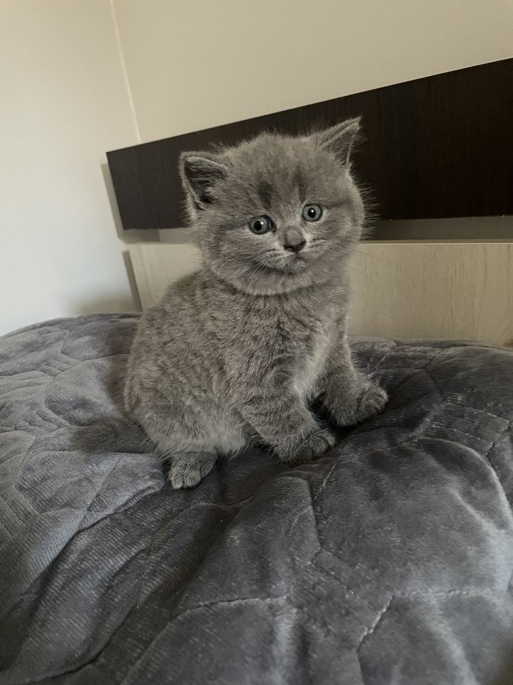 British Shorthair Blue