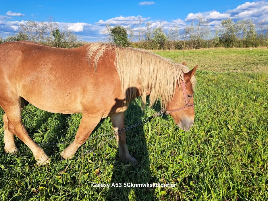 Cal                        .