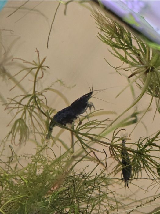 Acvariu complet 25L cu peste Betta Halfmoon, melc Pomaceea,neocaridina