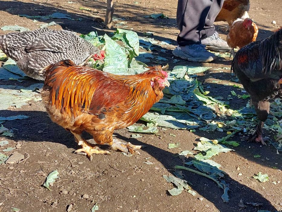 Петли млади 7 месеца