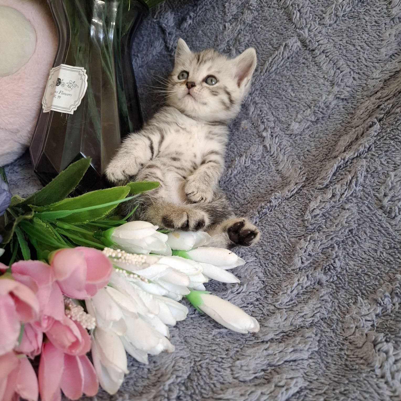 Чистокровные британские котята