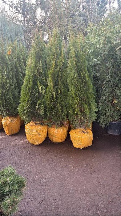 Туя Смарагд 1 метр, 1,5м, 2м