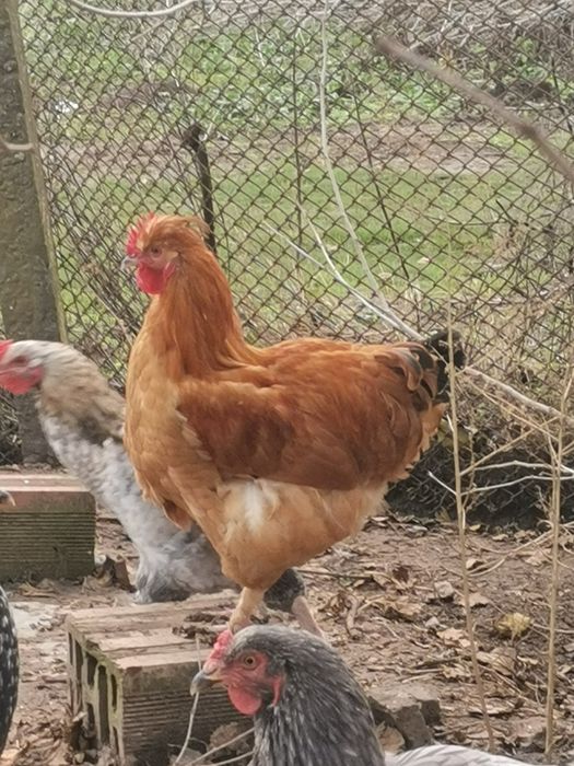 Петли домашни Брама всякакъв избор за празниците