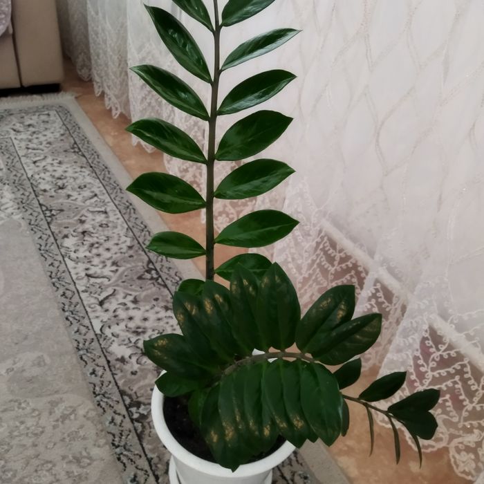 Продам комнатный цветок