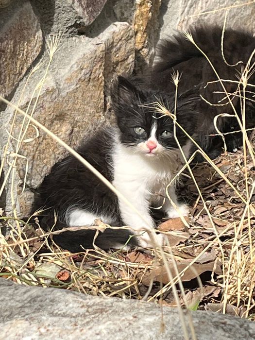 Подарявам котета