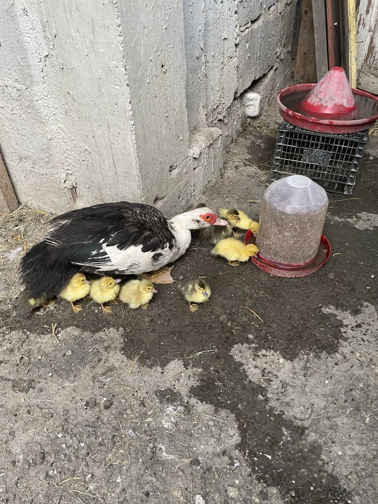 Vand closca cu pui ,rata muta cu boboci si pui Austrlorp.