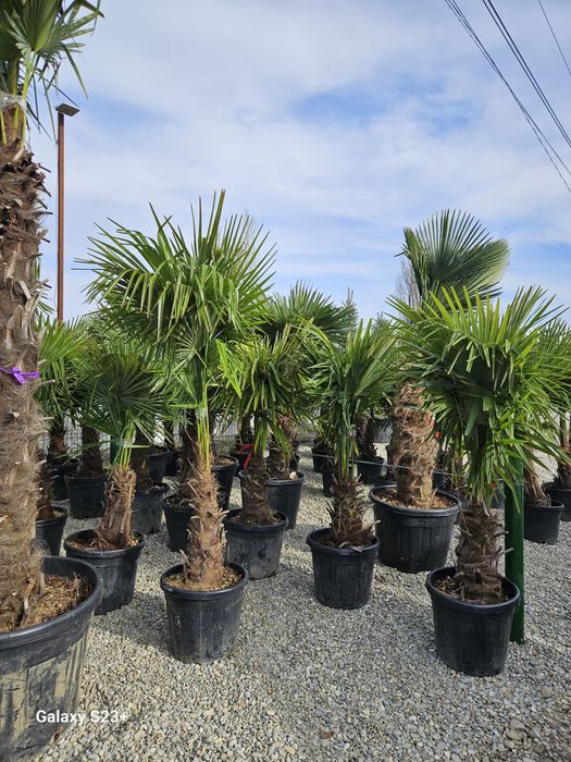 Vindem plante ornamentale de mai multe specii