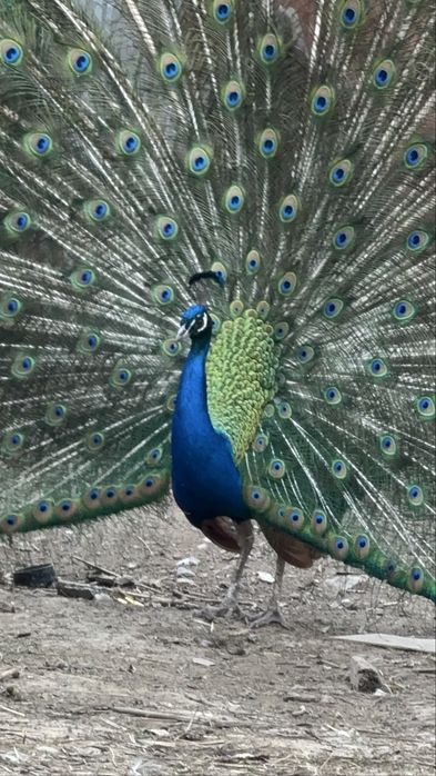 Индийские павлины также белые куры утки гуси индоутки