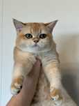 British shorthair golden shell, fetita !! FELISA AUTORIZATA !!!