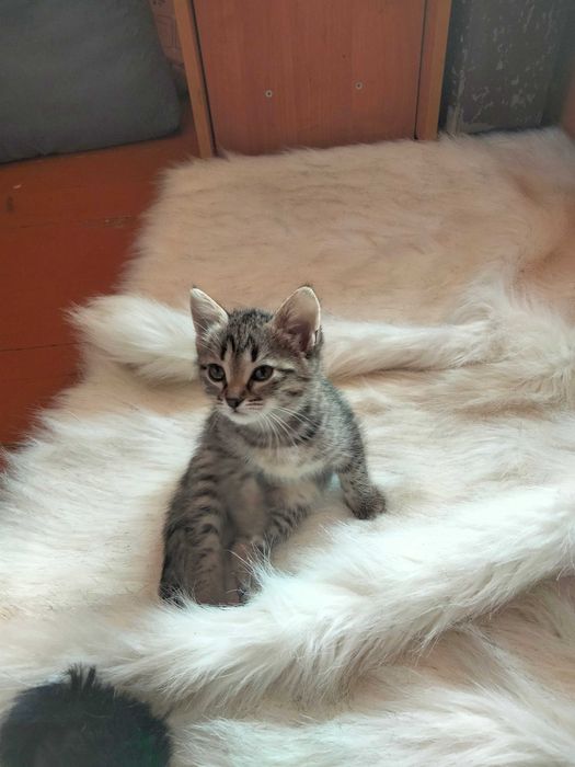Отдам котенка в добрые руки