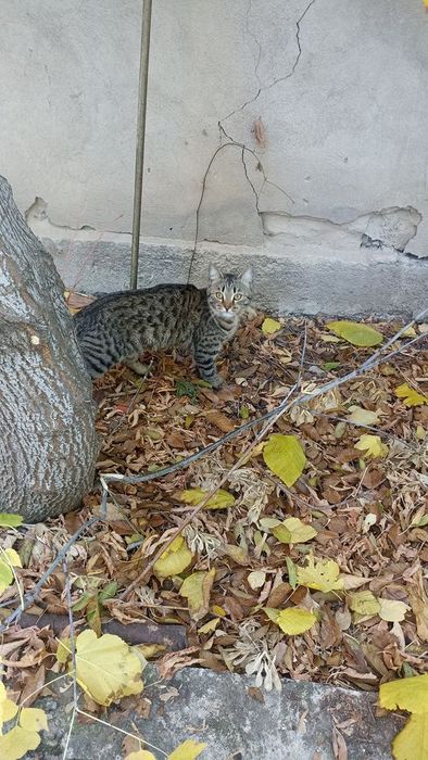 Срочно отдадим кошек и котов в хорошие и заботливые руки.