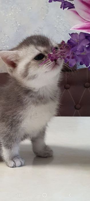 Toza zotli qiz mushukcha sotiladi. 1.5 oylik