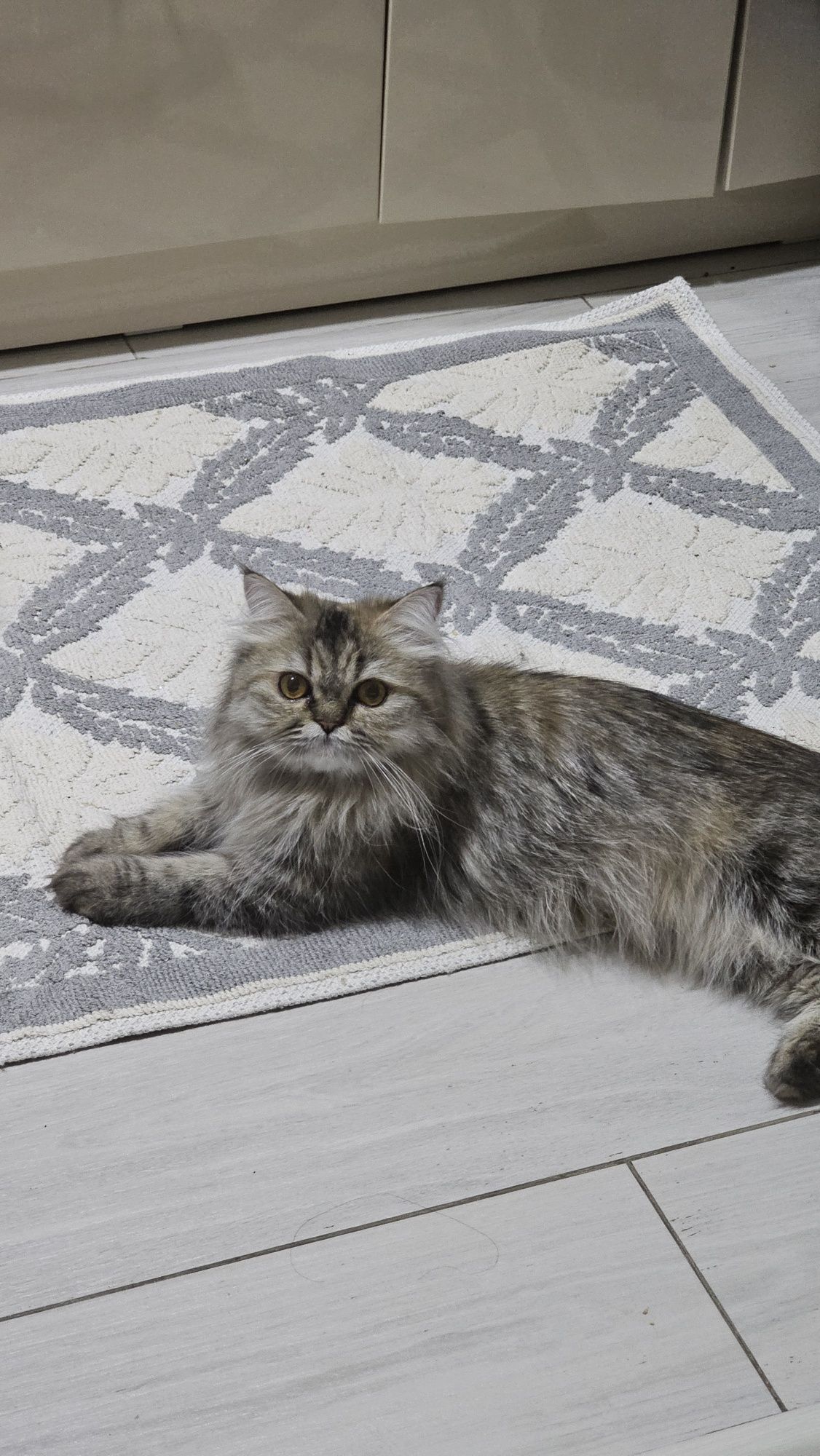 Продам Персидскую кошку 2 года