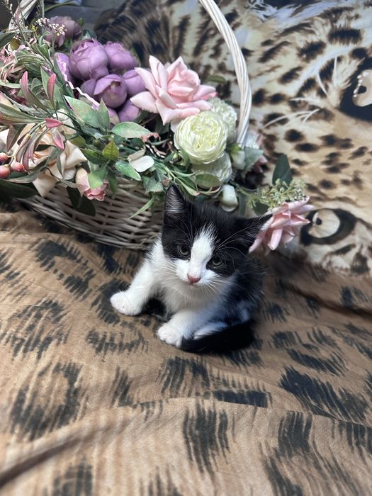 Отдам котят в добрые руки мышиловы