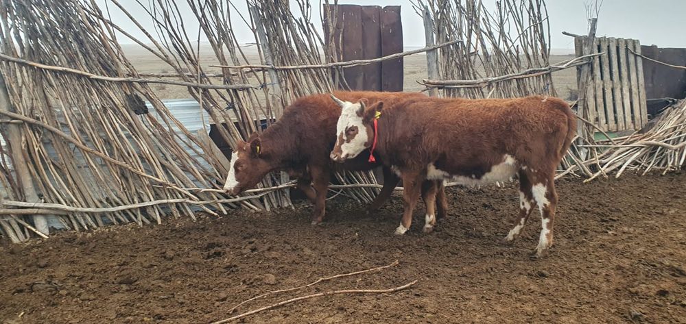 Екі ұрғашы қашар сатамын