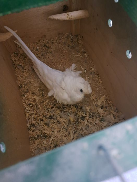 Попугай бабочка пара.