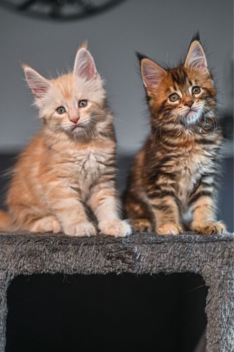 Кралски котета Мейнкун