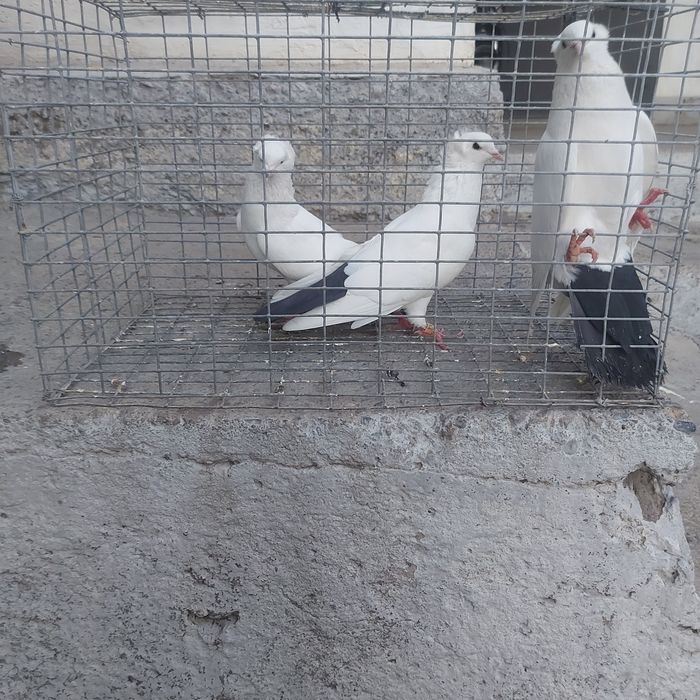 Чернахвость бровястые обрезные