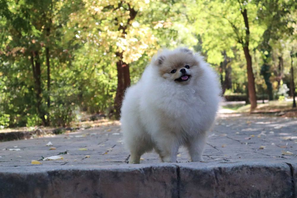 Уникално момиченце померан с родословие FCI