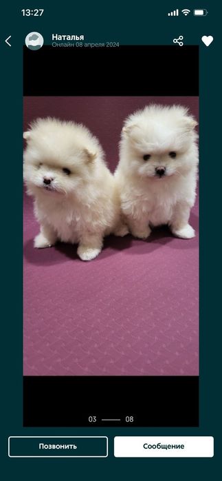 Щенки немецкого шпица