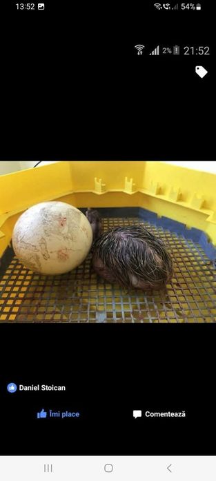 Ouă de STRUȚ pentru incubat