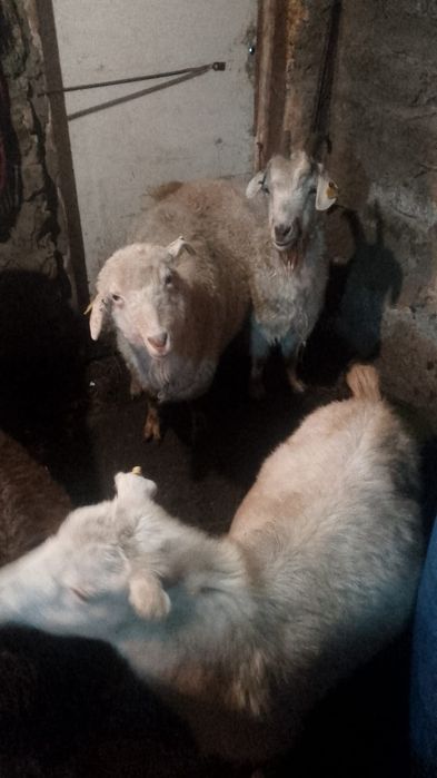 Продам көз Ангорка