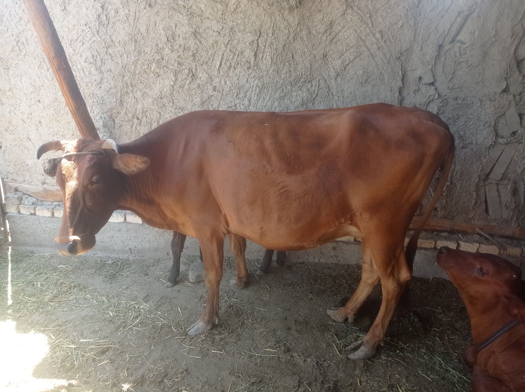 Sigir bolasi bilan