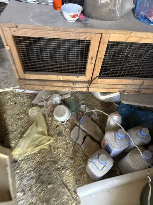 Брудер для цыплят