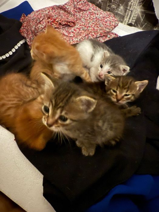 Отдам даром котят