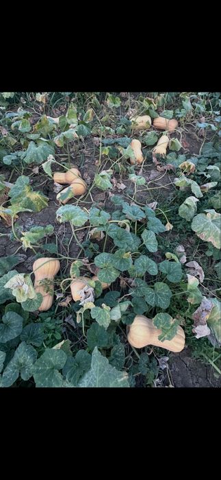 Vând dovleci matilda