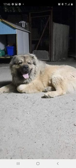 Mascul ciobanesc caucazian