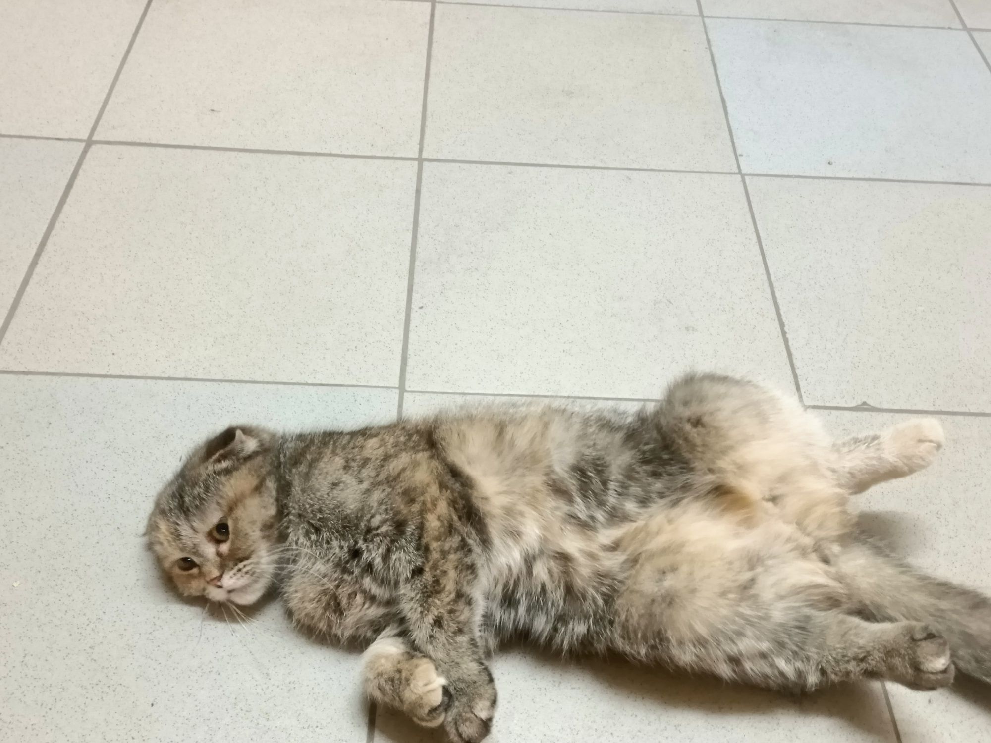 Возьмите в добрые руки кошечку вислоухую!