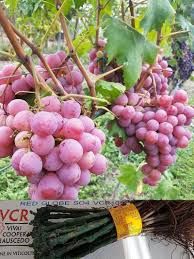 Vita de vie nobila ( Roze )