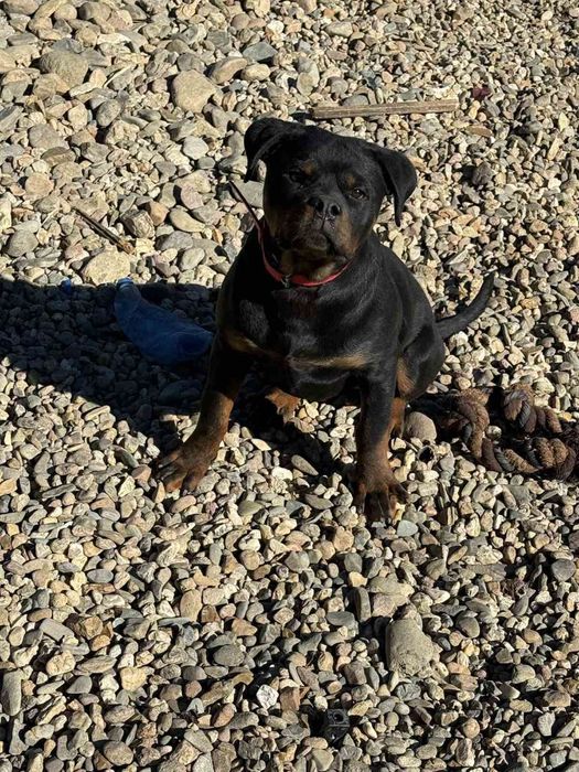 Продавам ротвайлери