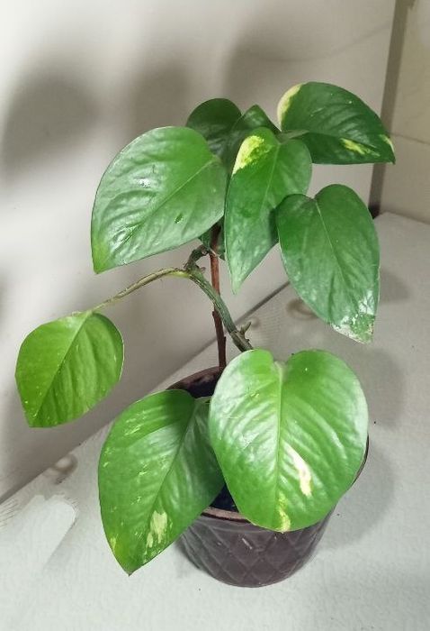 Продам.Сциндапсус золотистый.( Эпипремнум)