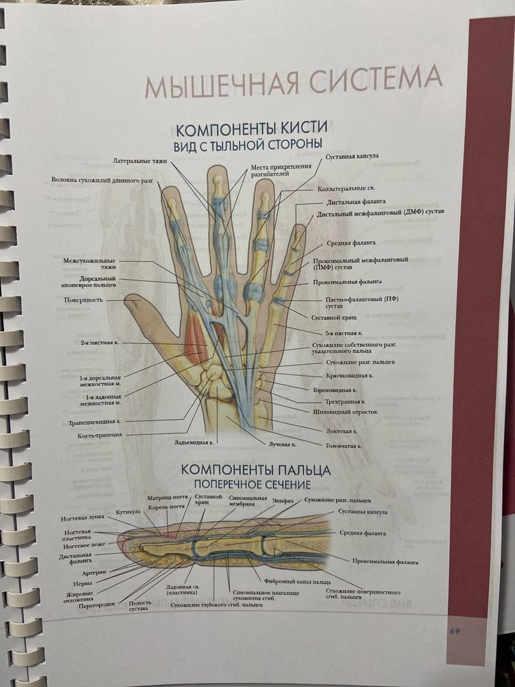 Большой атлас анатомии человека