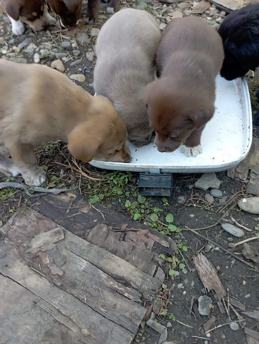 Vând căței Labrador metis