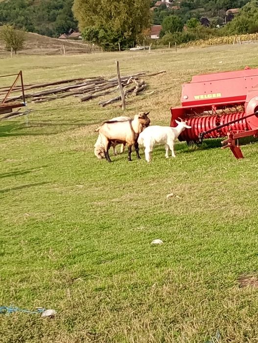 Țap de vânzare !!!