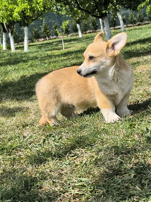 Corgi    penbroke