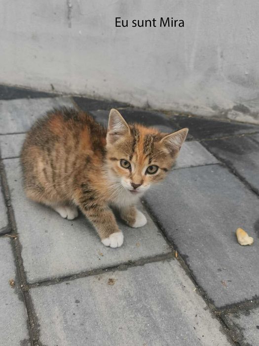 Donez pui pisica in Arges, Adoptie pisici Arges
