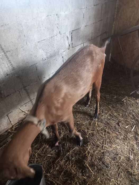 Vând capră din mama bună de lapte
