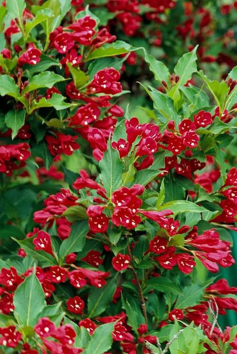 Pomi Ornamentali  weigela roz siclamen