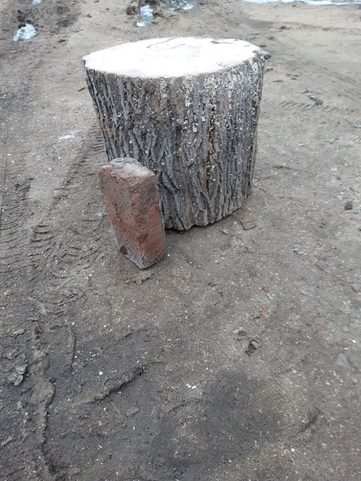 Пень для рубки. Свежий спил Клен. Твёрдая порода.